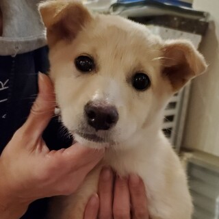 保護っこ♪ふわりちゃん♪里親絶賛募集中！