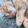 おやすみにゃん