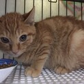 茶太くん　メチャかわいいです