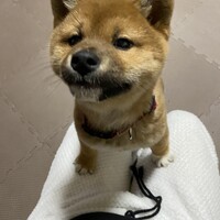 ぽたり
