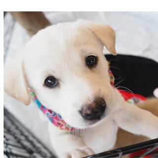 大きくなりそ！やんちゃな白熊？！"白鳥雪之丞くん"