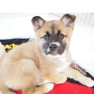 凛々しすぎる顔立ちの“ちゃんこ君”