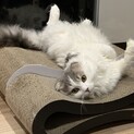 スコティッシュフォールド一歳の里親さん募集中
