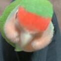小桜インコノーマル