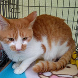 水戸にて猫の里親会