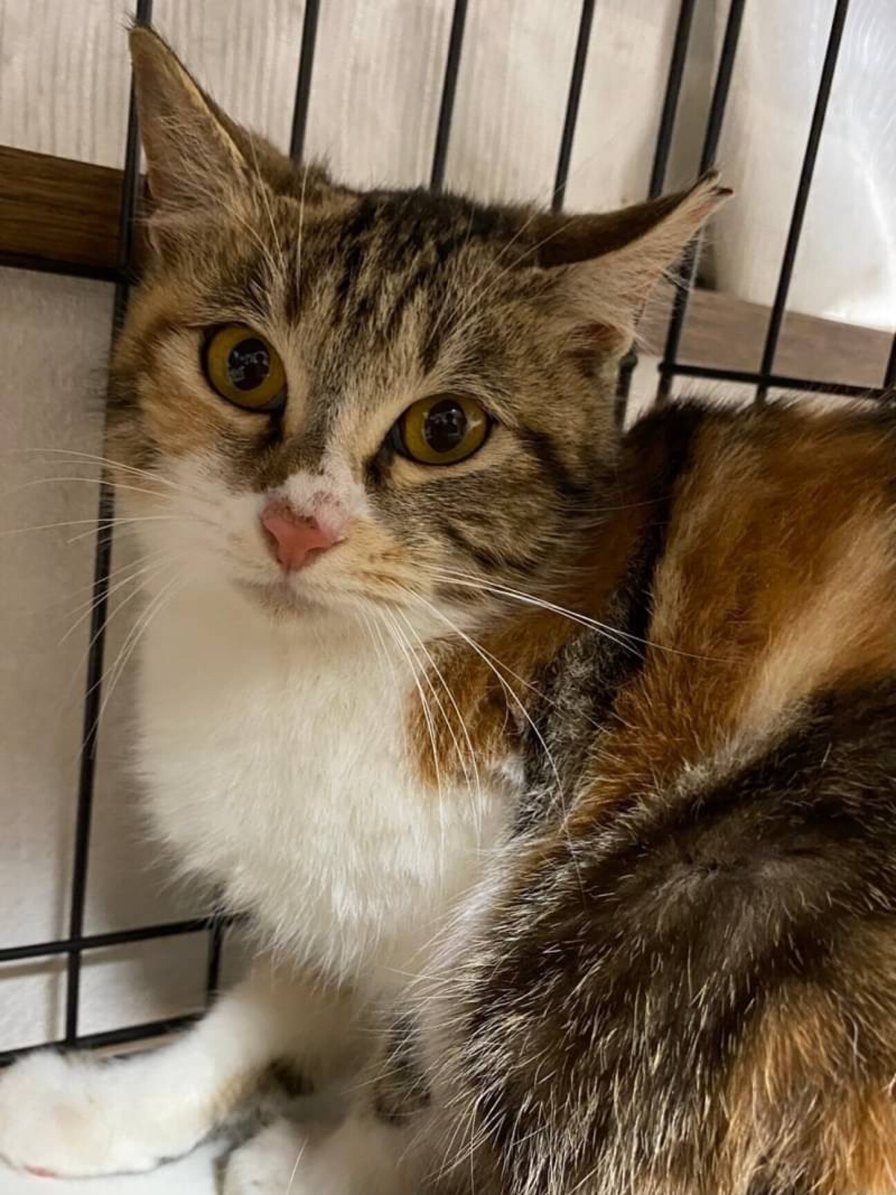 美猫三毛さん ミーちゃん 千葉県 猫の里親募集 ペットのおうち 月間利用者150万人