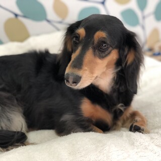 受付一旦中止ーお話合い中ももちゃん