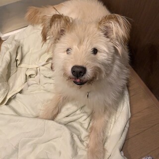 マイペース シニア犬 モジャ
