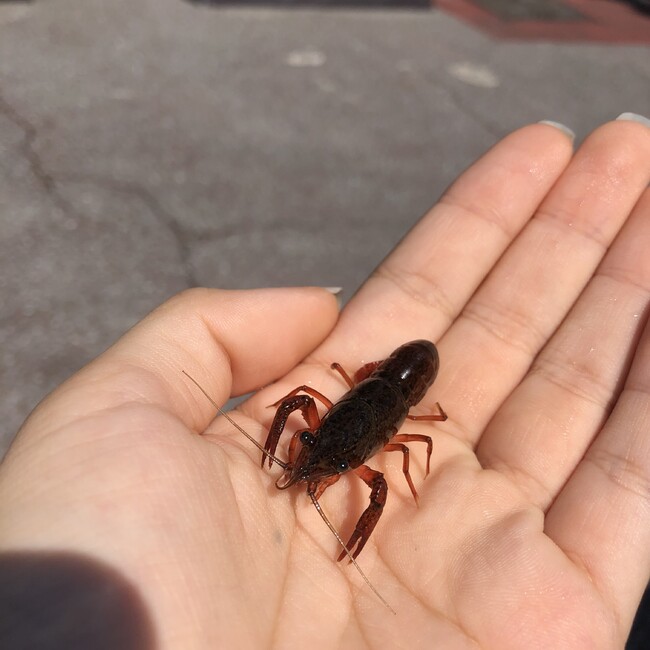 あみみぃのカバー写真