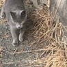 兄弟のナズナ君です。エイズ陽性です。少しシャイだけど優しい子です。スズナと一緒に家族にして欲しいです