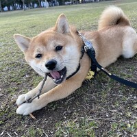 ももた