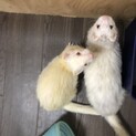 里親決定しました！