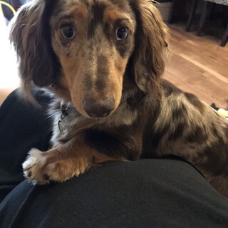 里親様が決まりました。