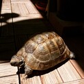 ギリシャリクガメ 2匹 