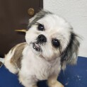 すずり☆人も犬も大好きなシーズー♀