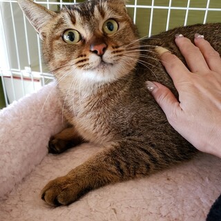 短いしっぽも可愛い・大人しいお返事する猫さんです