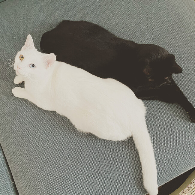 caorymのカバー写真