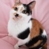 三毛猫女子　花ちゃん サムネイル5
