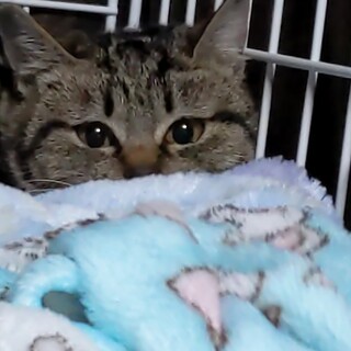 はいちゃんもっちゃん 2