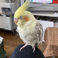 まつ