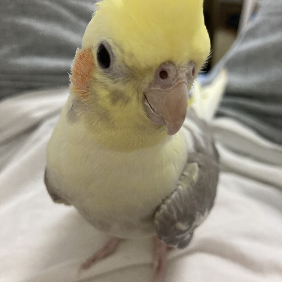 まつのカバー写真
