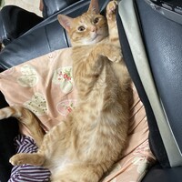 なつ