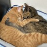 りんとなつさん
