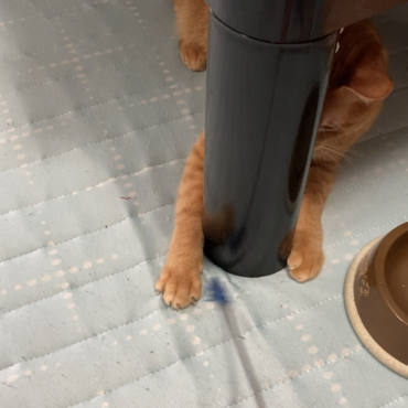ズボラに猫じゃらしを追うなっちゃん