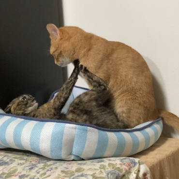 珍しく喧嘩。数十秒後には舐め合ってました。