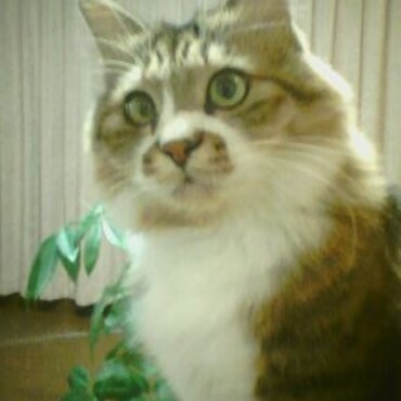 の写真