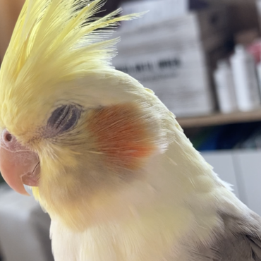 お外に出たけど…眠くなっちゃった。