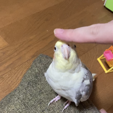 撫で待ち。