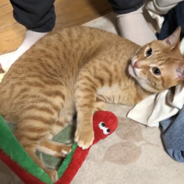 このおもちゃ楽しい！