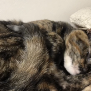 頭こっつん