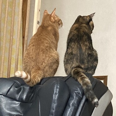 ご飯が出てくる…！