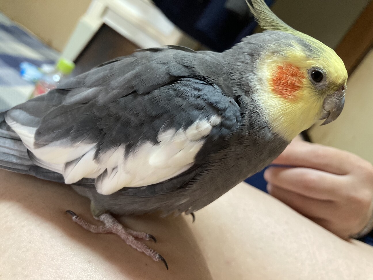 手乗りオカメインコ 愛媛県 鳥の里親募集 ペットのおうち 月間利用者150万人