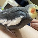 手乗りオカメインコ