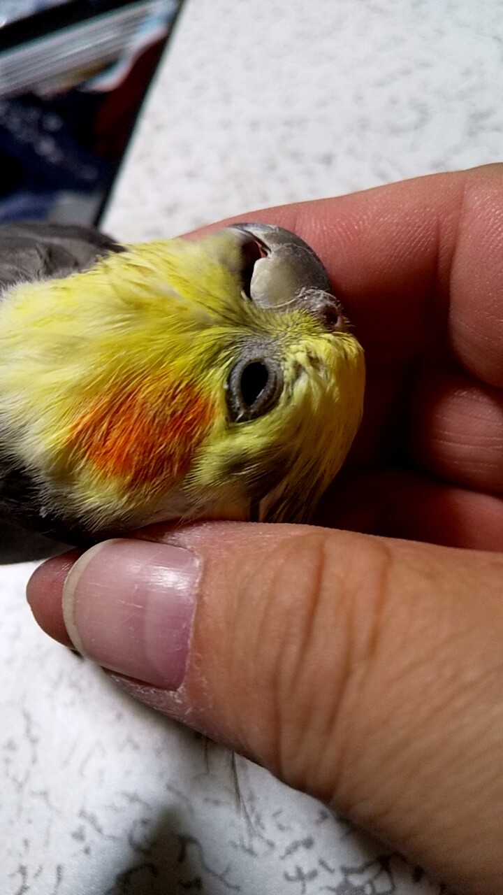 手乗りオカメインコ 愛媛県 鳥の里親募集 ペットのおうち 月間利用者150万人