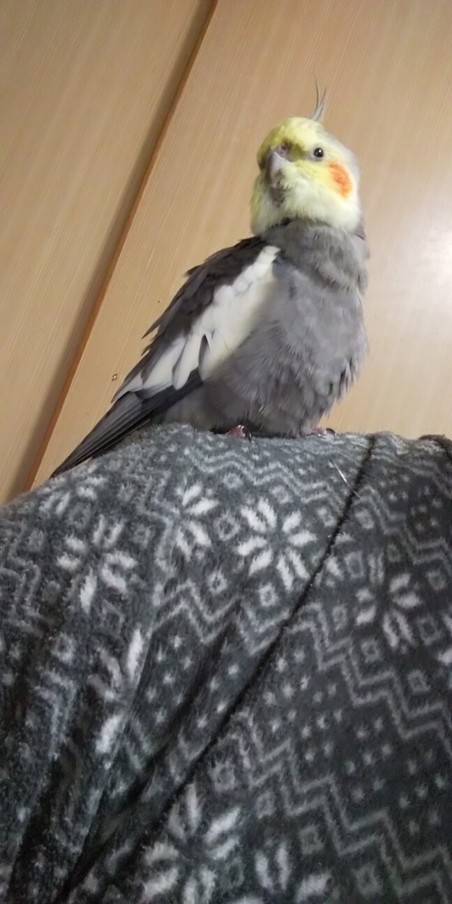 手乗りオカメインコ 愛媛県 鳥の里親募集 ペットのおうち 月間利用者150万人