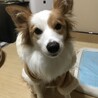 の写真