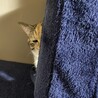 はまのこ