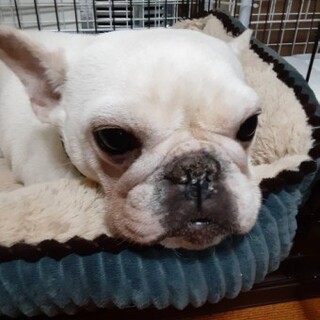 フレンチブルドッグの王林(おうりん)ちゃん