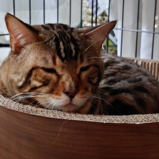 ベンガルの五郎くん