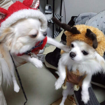 仲良しのコタローとクリスマス