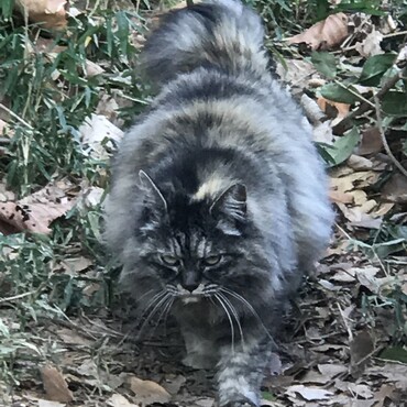 もこもこの地域猫さん