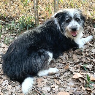 テリア系ボーダー気質のアクティブ男子