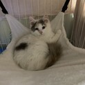 淡い毛色の三毛さん☆ことちゃん