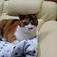 みかん