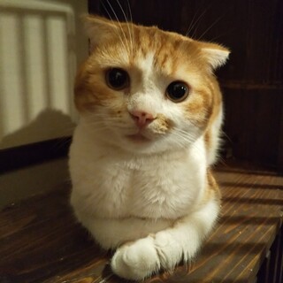 【スコティッシュブリーダー廃業】ベタベタの甘えん坊