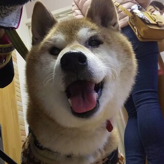 とてもおっとりまったりな柴犬のツナマヨくん